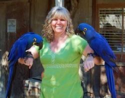 Talking Pair Of Hyacinth Macaw Parrots For Sale