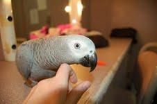 Healthy African Grey parrots for new homes