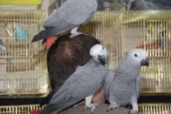 Adorable African Grey Parrot & Eggs