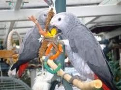 Young Breeding Pairs Of Congo African Grey Parrot