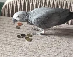 cute african grey available