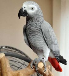 Lovely African Grey Parrots for sale