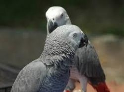 Congo African grey parrots