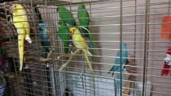 parrots and fresh parrots aeggs for sale