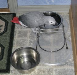 Adorable African Grey Parrot.
