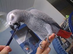 African gray talking parrot for sale