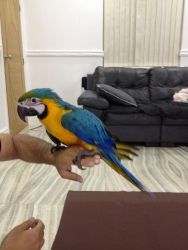 Hand Reared Baby Blue And Gold Macaw(xxx) xxx-xxx4