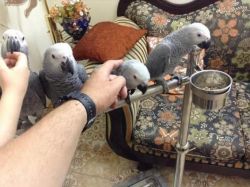 Young parrots for sale
