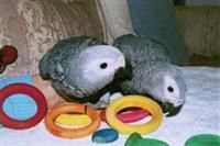 Parrots and Fertile eggs for hatching