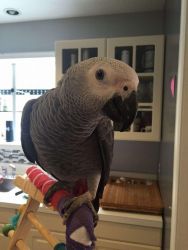 Speaking parrots for sale