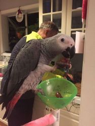Newly breeded parrots still learning how to speak