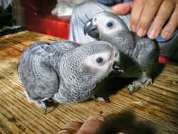 African gray parrots that will talk