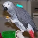 talkative African grey parrot