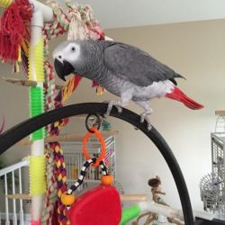 Looking For A New Home For African Grey Parrot