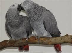 Tame African Grey Parrot For Sale