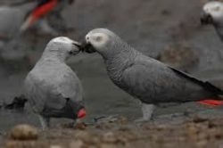 male and female african grey birds.