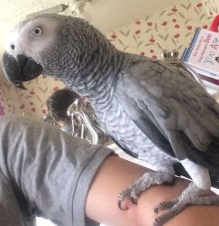 Hi I Have For Sale My African Grey She Is 6 Years