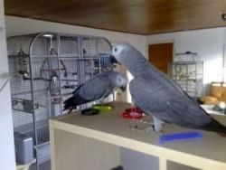 male and Female Congo African Grey parrots