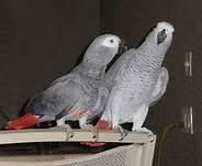 adorable african grey parrots for adoption