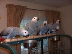 male and two female grey parrots
