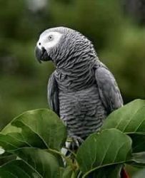 Two Beaufiful African Grey