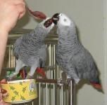 adorable African Grey parrots