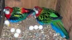Fertile Parrot Eggs And Parrot Babies For Sale