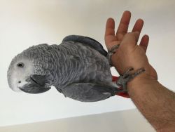 Baby African grey parrot for sale