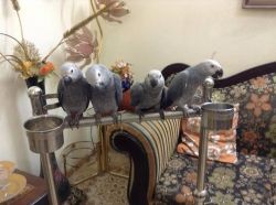 Adorable African Grey parrots for adoption
