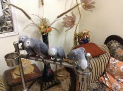 Adorable African Grey parrots for adoption