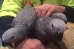 Handreared Congo Parrots