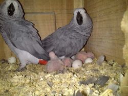 African grey parrots and fertile eggs