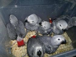 Lovely Male And Female Congo African Grey Parrots.