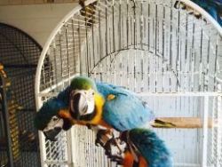 Blue And Gold Macaw Parrot For Sale