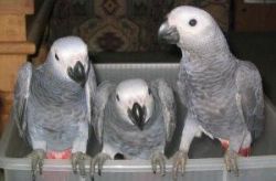 Hand fed baby parrots and their eggs for sale