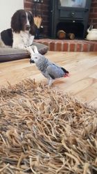 Dna Pair Of African Grey Requires A New Home