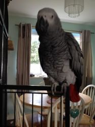 African Grey Parrot Inc Cage(xxx) xxx-xxx4