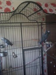 2 African Grey Parrots (xxx) xxx-xxx4