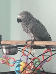 2year Old African Grey And Cage