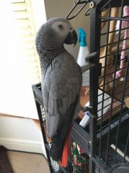 Female African Grey Parrot For Sale