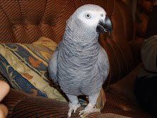 Outstanding African Grey Parrot for Adoption