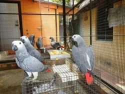 2Pairs of African grey parrots