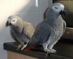 African Grey Parrot Free For Re Homing.