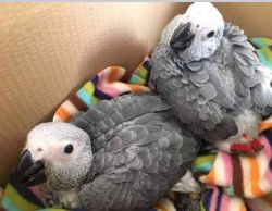African greys parrot for sale