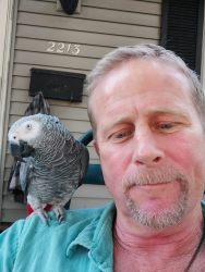 For sale awsome talking African Grey
