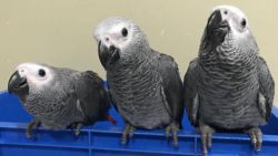 Hand-reared and tame African Grey Parrots