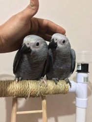 Silly Tame Pair Of African Grey Parrots
