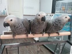 Tame Exotic African Grey Parrots