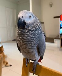 CONGO AFRICAN GREY Parrots For Sale - Buy Healthy Cockatoo Parrots