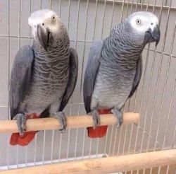 Lovely Congo African Grey Parrots